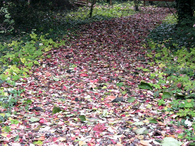 Il bosco delle Bertone in autunno