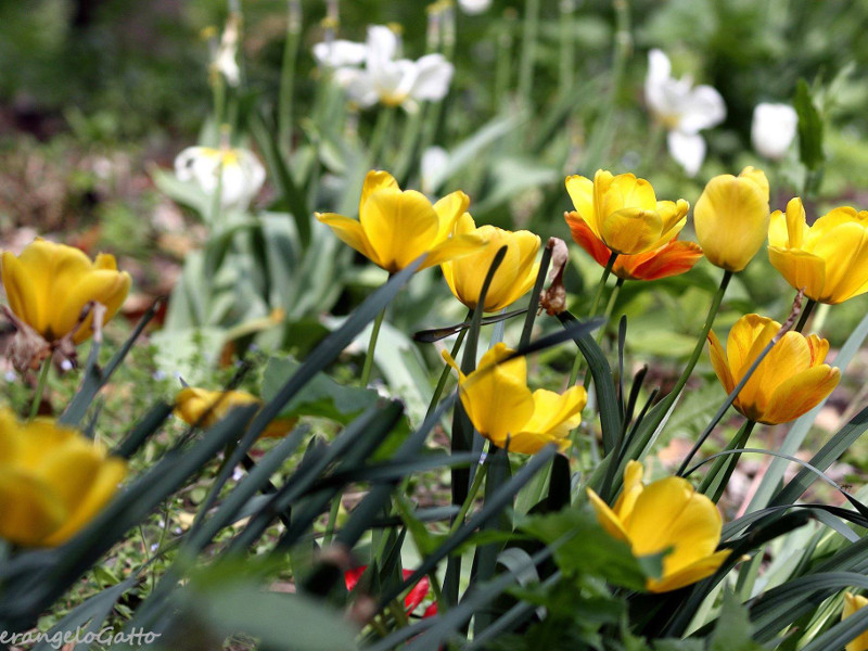 Parco Bertone e le sue cicogne -  fioriture