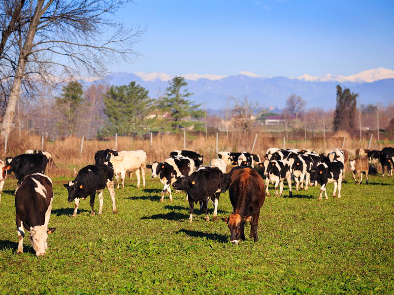 Vacche da latte al pascolo sui prati stabili