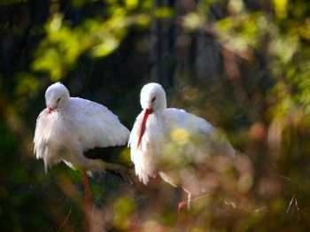 Bertone Garden, white stork
